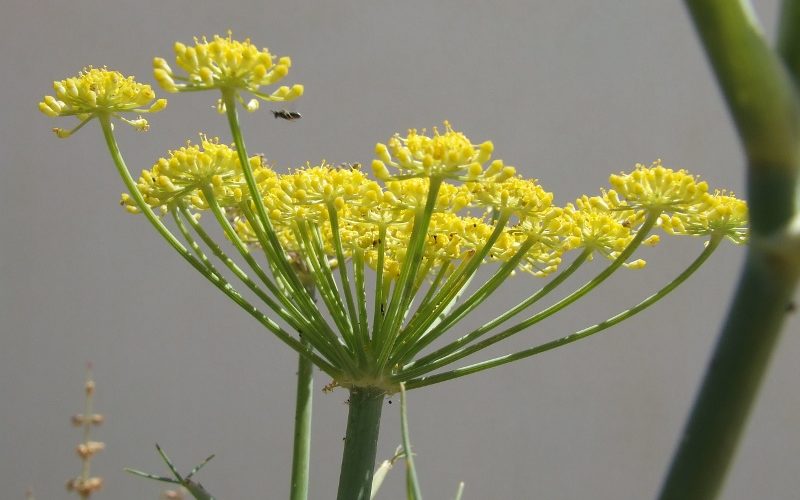 FIORE DI FINOCCHIO